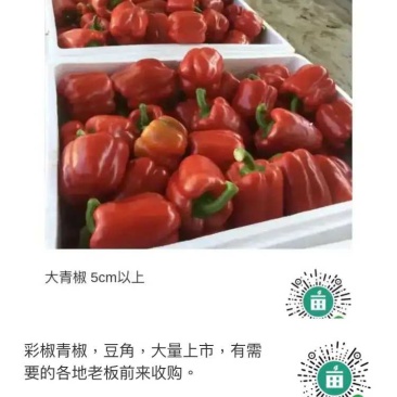 彩椒红黄绿椒，全部上市中，