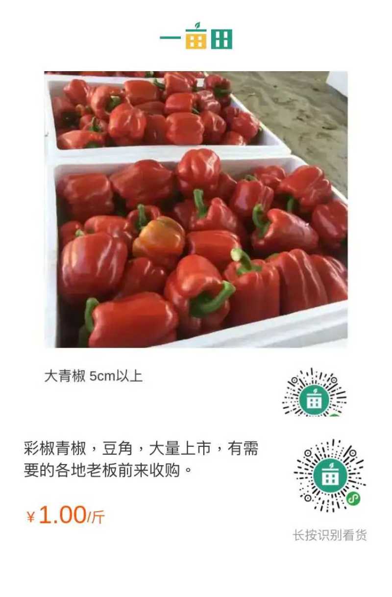 彩椒红黄绿椒，全部上市中，