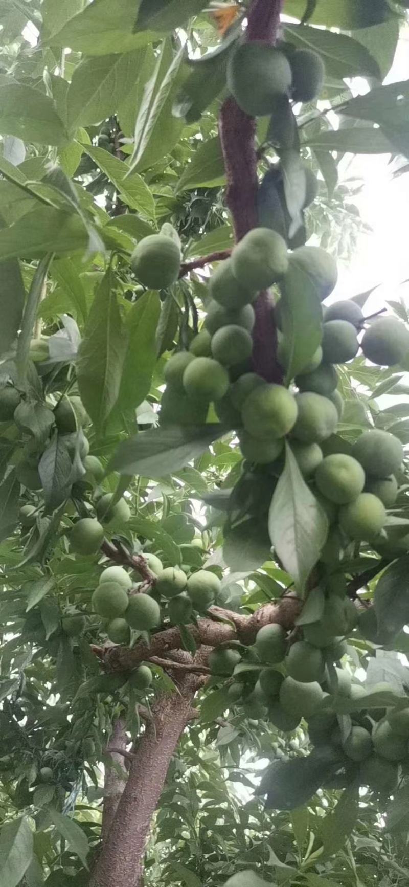 汶川茂源种植果农种植户青脆李（实力代办！代收）