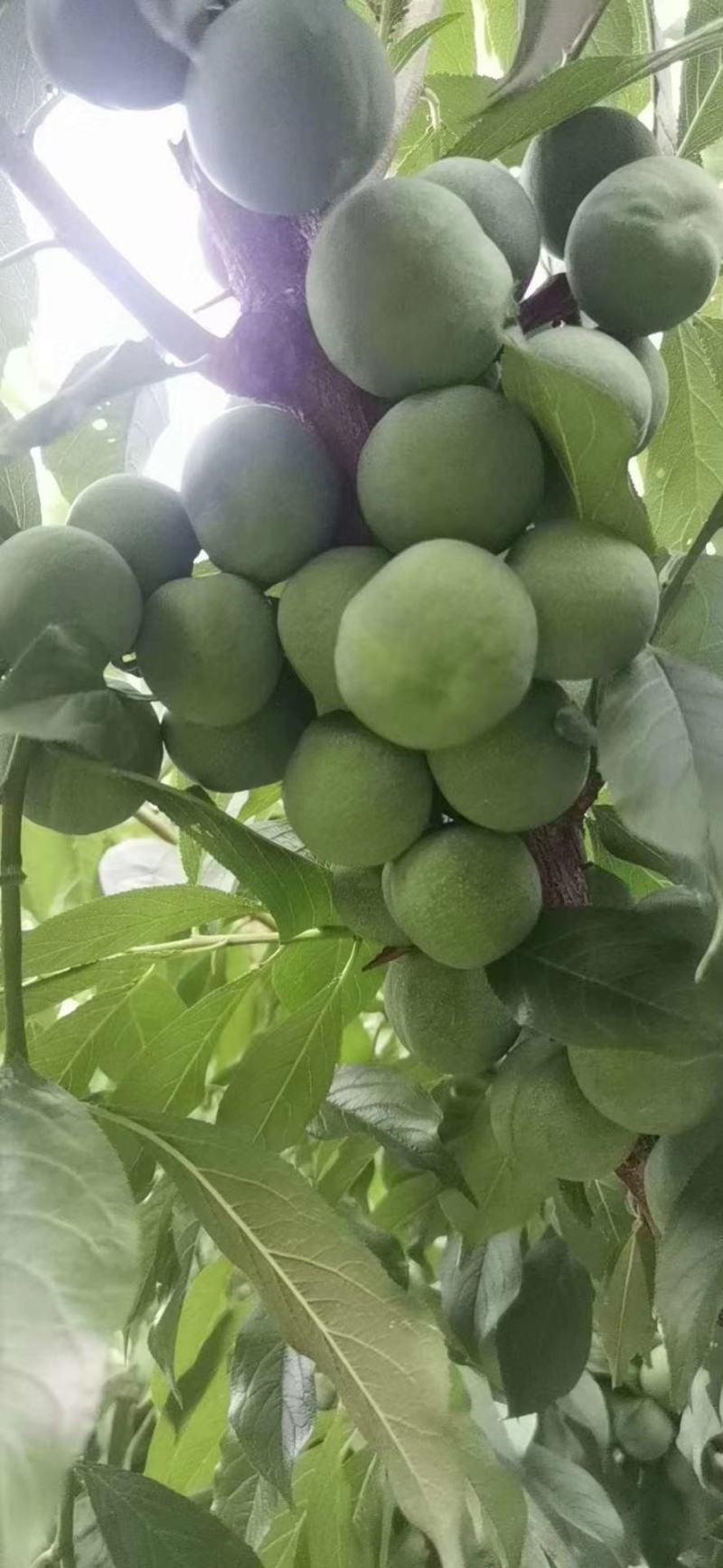 茂汶理三县青脆脱骨李子种植基地，产地直销，实力代发，代收