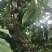 茂汶理三县青脆脱骨李子种植基地，产地直销，实力代发，代收