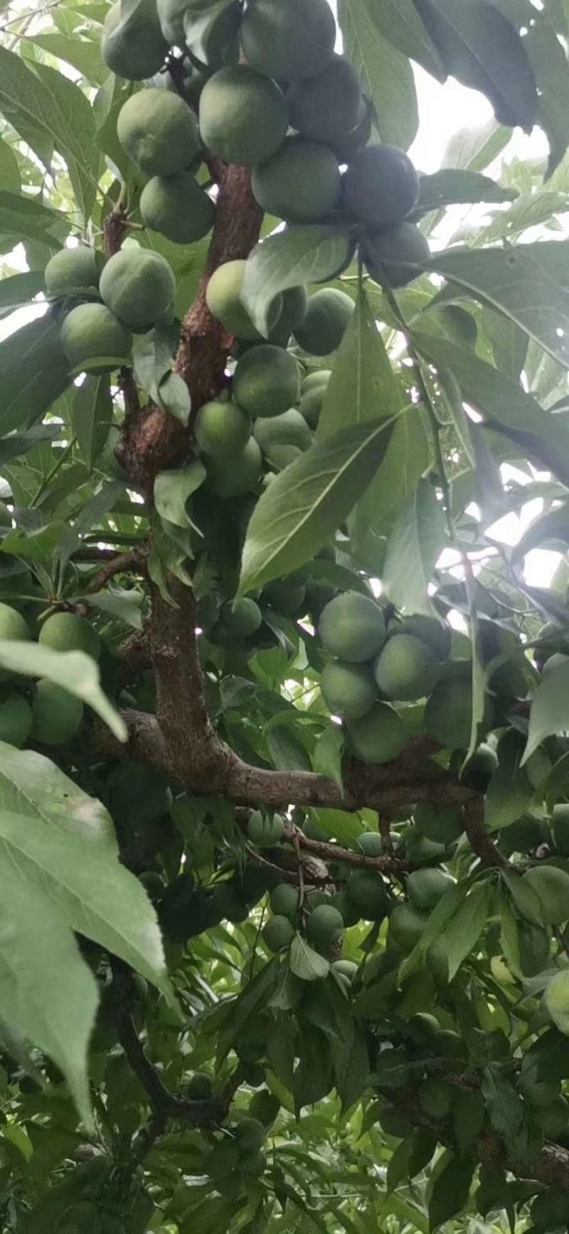 茂汶理三县青脆脱骨李子种植基地，产地直销，实力代发，代收