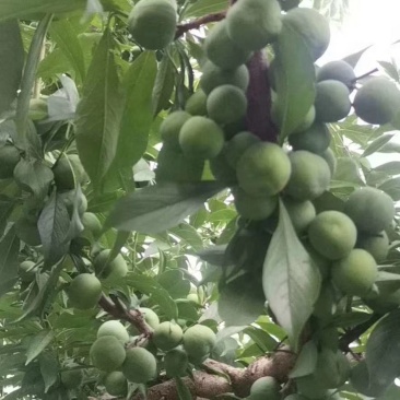 茂汶理三县青脆脱骨李子种植基地，产地直销，实力代发，代收