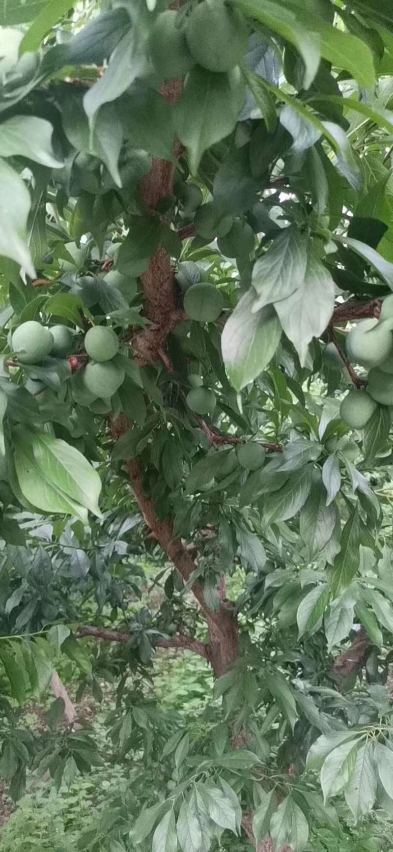 茂汶理三县青脆脱骨李子种植基地，产地直销，实力代发，代收