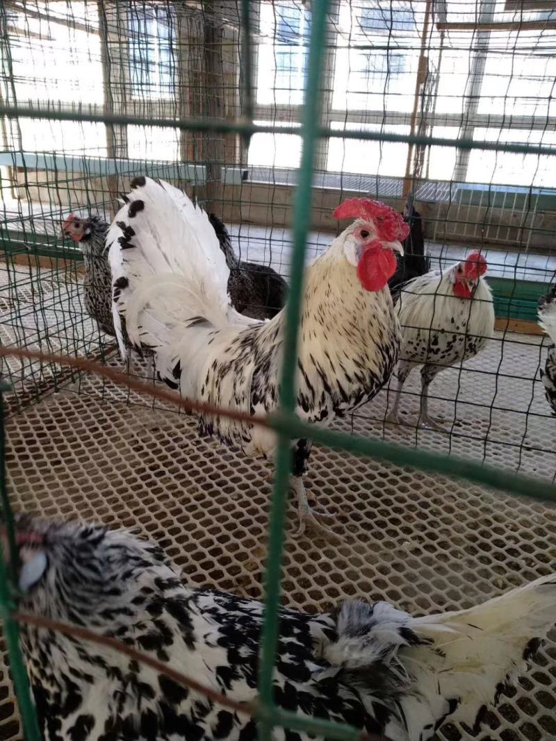 观赏波兰鸡白波兰黄波兰黑波兰