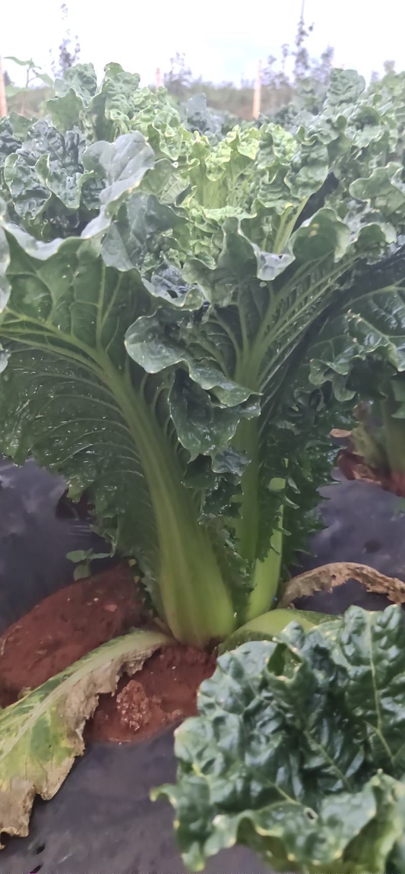 有2亩秋绿需要的联系