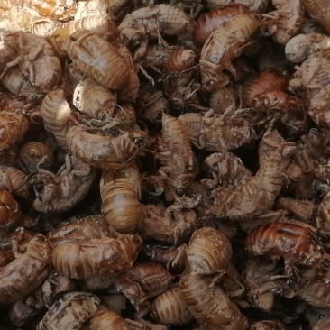蝉蜕虫褪蝉壳沙地货下地货1吨现货下地货长期有货