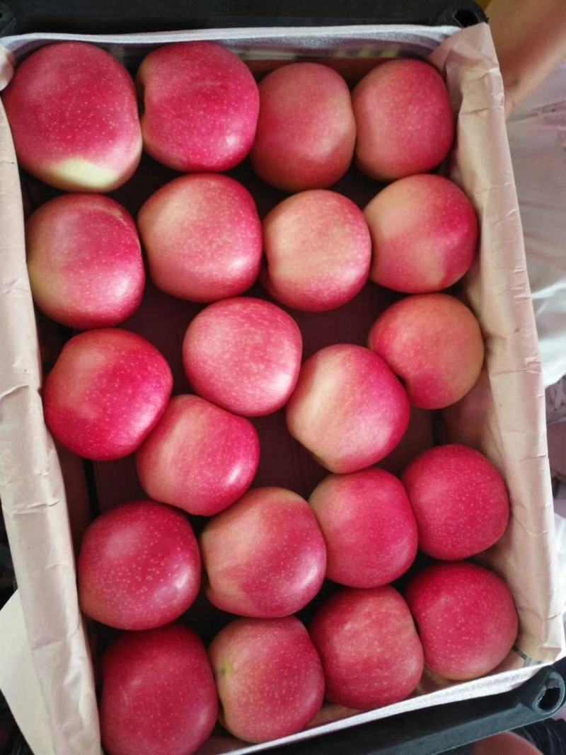 陕西宜川嘎啦苹果上市