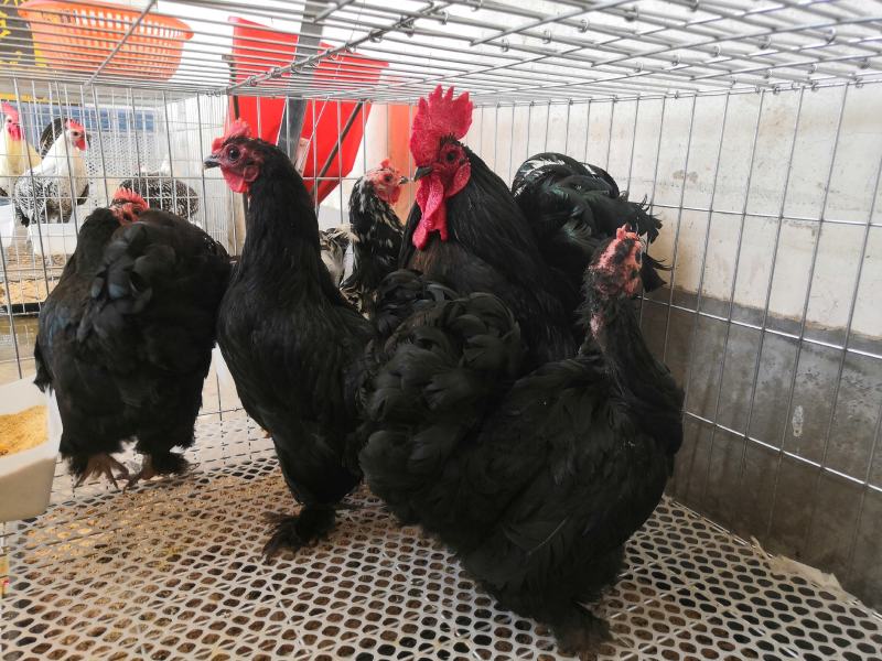 种鸡帽子鸡黑体白头帽子鸡波兰帽子鸡黄帽子鸡