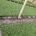 【甘蓝苗】黄心松软型包菜苗基地直发质量保证欢迎咨询