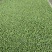 【甘蓝苗】黄心松软型包菜苗基地直发质量保证欢迎咨询