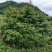 原生日本红枫红舞姬地径5-18公分好过不多