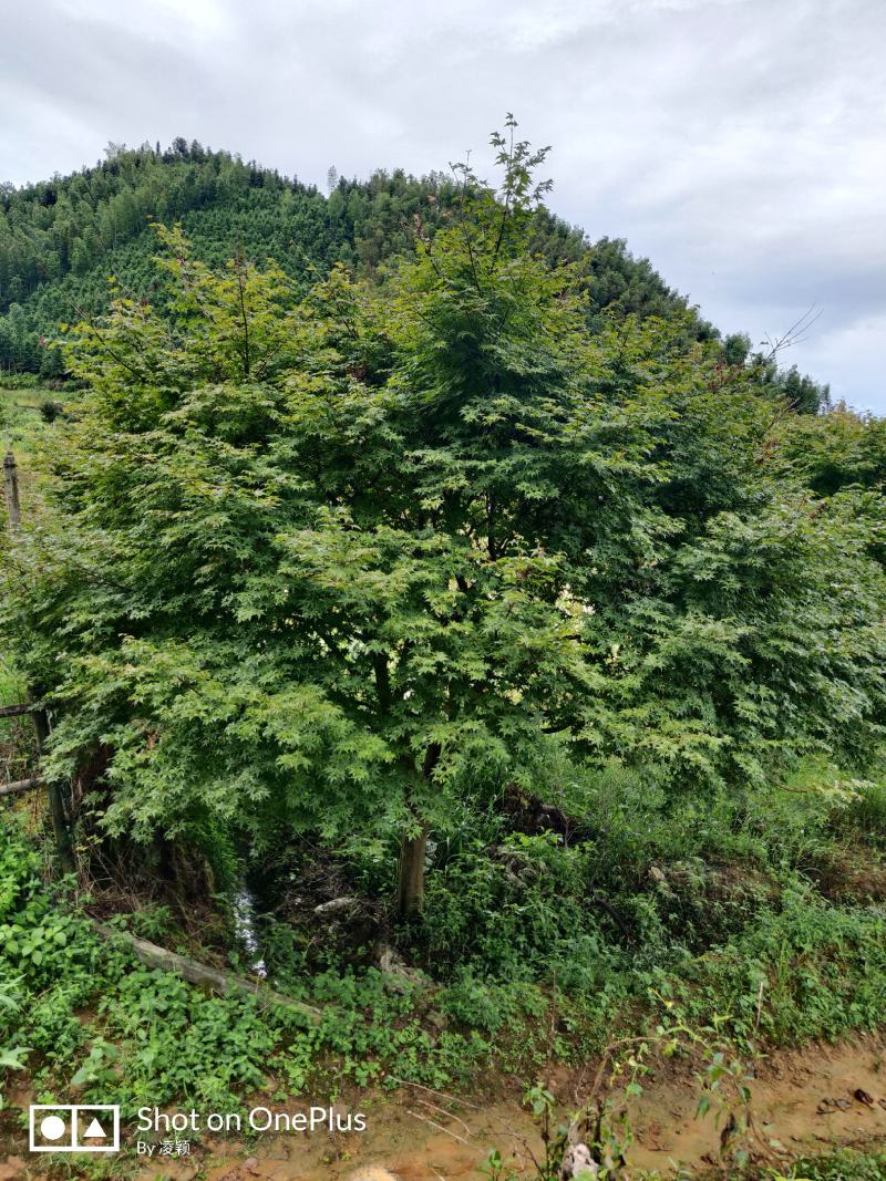 原生日本红枫红舞姬地径5-18公分好过不多