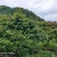 原生日本红枫红舞姬地径5-18公分好过不多