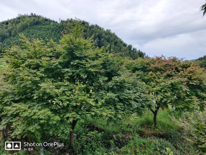 原生日本红枫红舞姬地径5-18公分好过不多