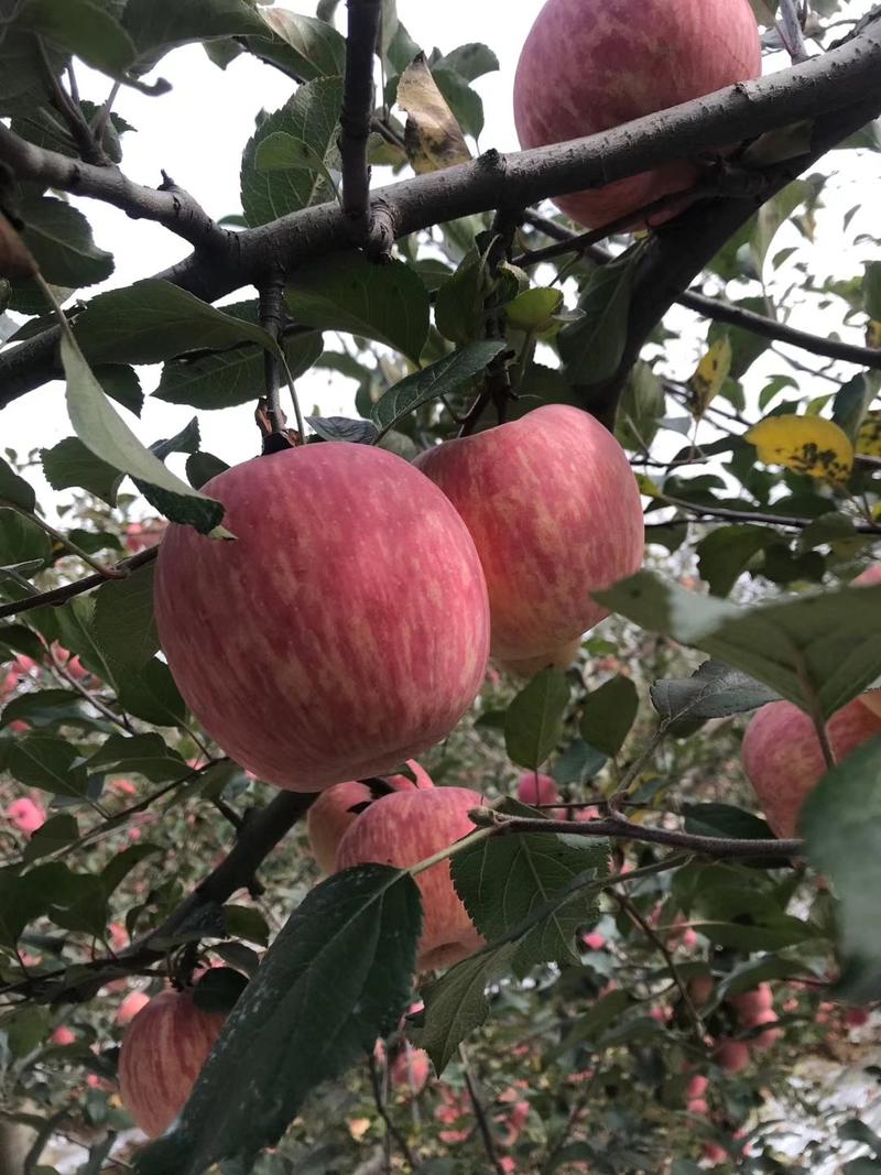 诚信经营【洛川苹果】陕西洛川红富士苹果口感脆甜