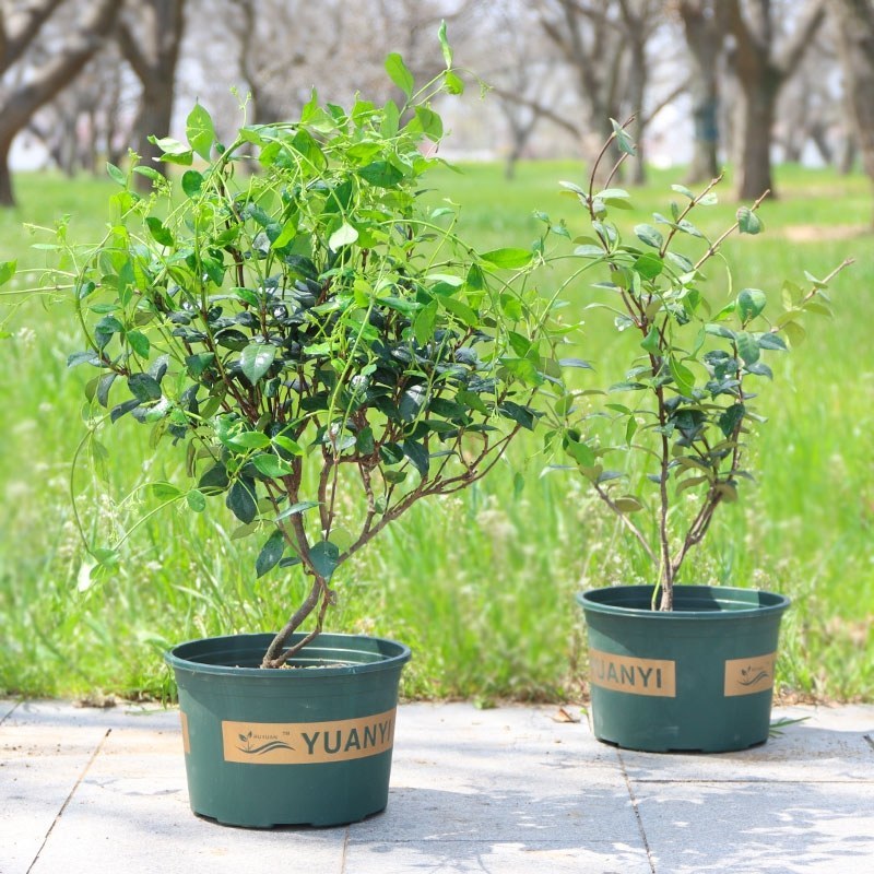 四季常青风车茉莉爬藤花卉植物络石藤苗庭院盆栽银丝茉莉藤蔓