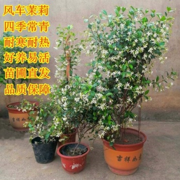 四季常青风车茉莉爬藤花卉植物络石藤苗庭院盆栽银丝茉莉藤蔓