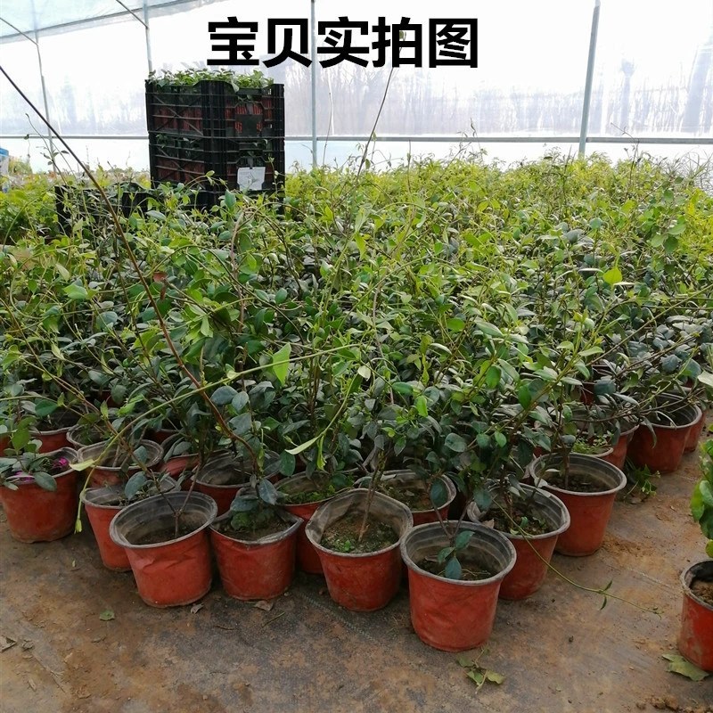 四季常青风车茉莉爬藤花卉植物络石藤苗庭院盆栽银丝茉莉藤蔓