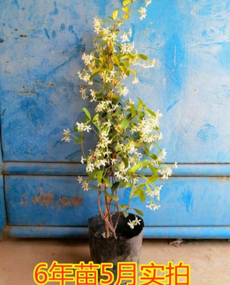 四季常青风车茉莉爬藤花卉植物络石藤苗庭院盆栽银丝茉莉藤蔓