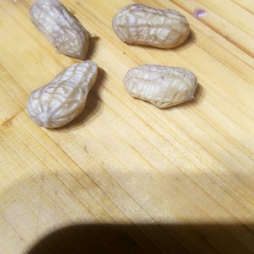 2020年新鲜花生果现在上市，有老板愿意合作的吗？
