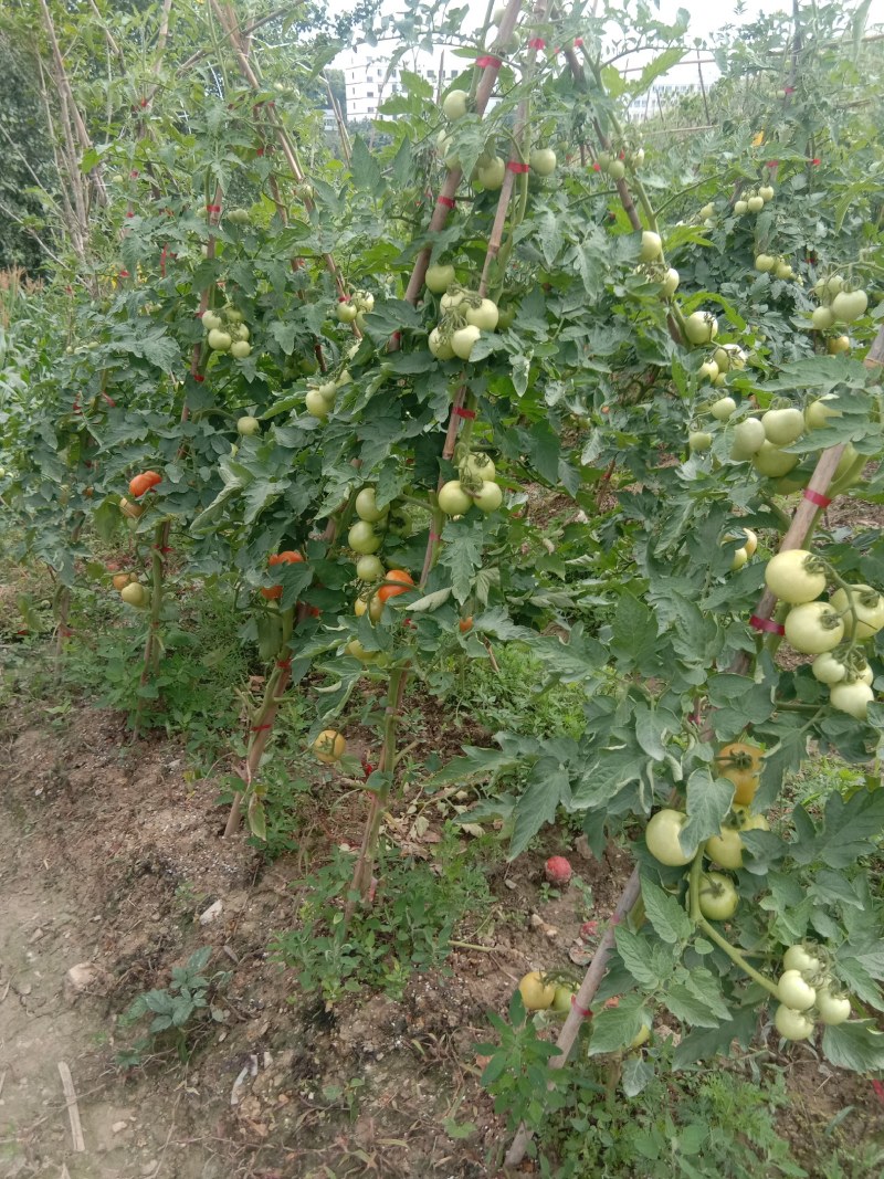山地露天绿色无公害有机西红
