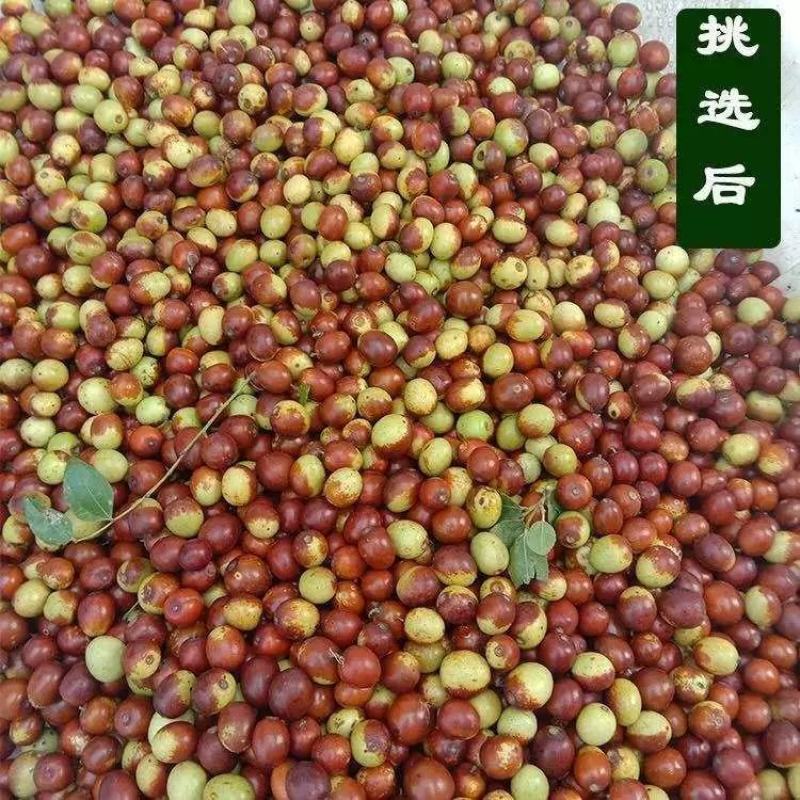 2021年酸枣现摘野生鲜酸枣新鲜小酸枣硬果野山枣酸甜