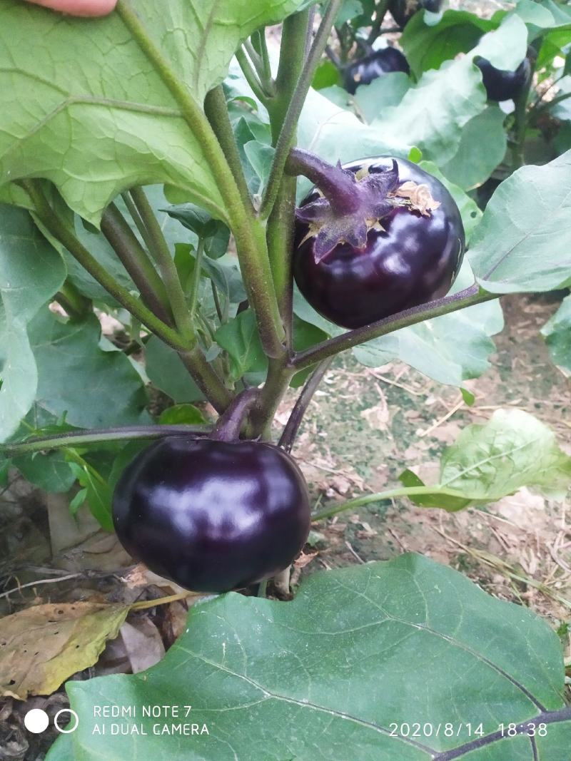 精品圆茄现摘现卖优质山东茄子火爆上市供应全国各地超