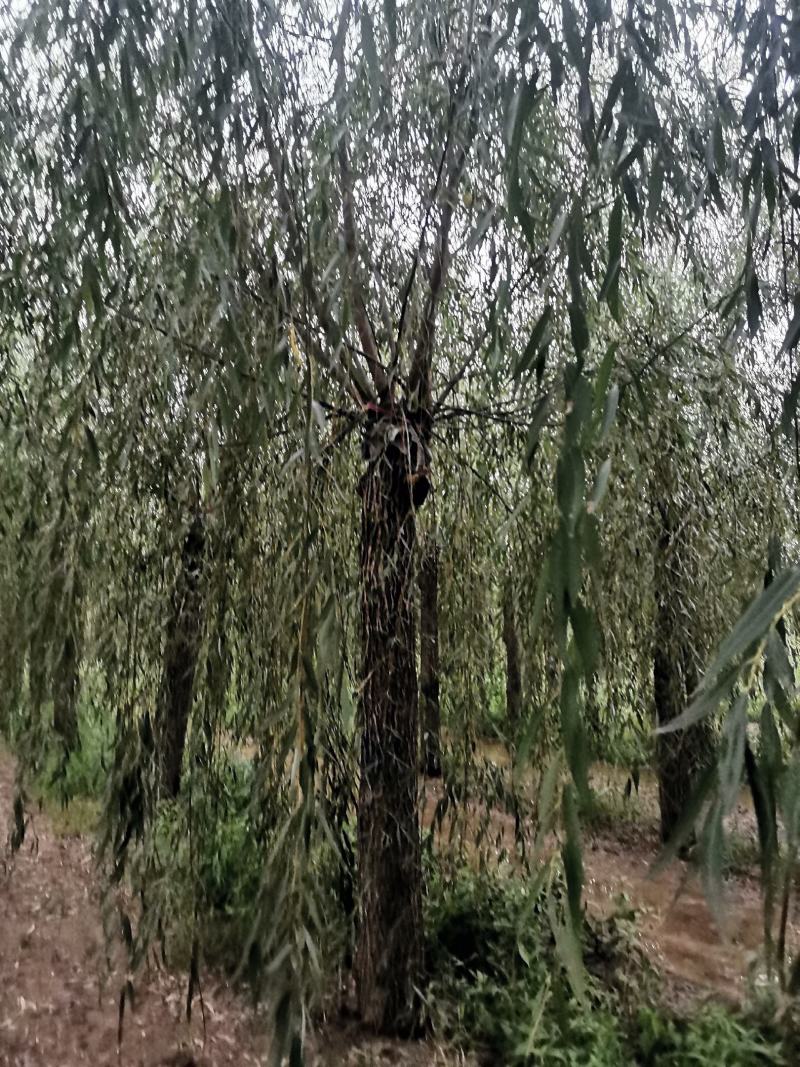 山东垂柳，可视频看货，现场打号，现场起苗。