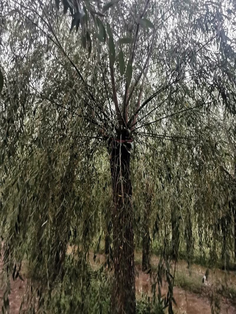 山东垂柳，可视频看货，现场打号，现场起苗。