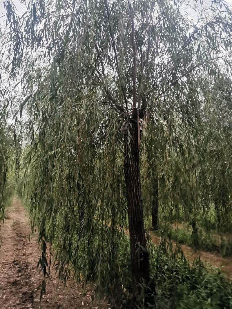 山东垂柳，可视频看货，现场打号，现场起苗。