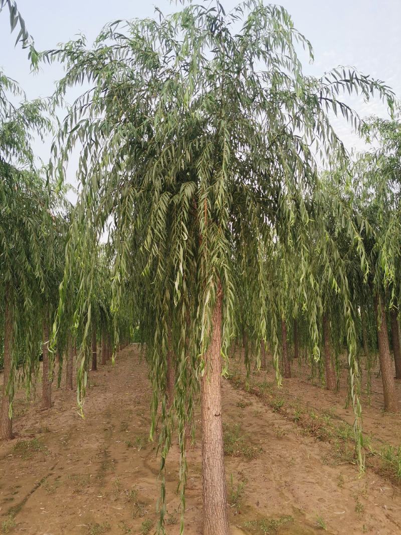 山东垂柳，可视频看货，现场打号，现场起苗。