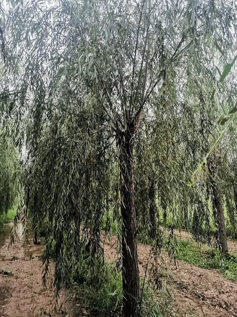山东垂柳，可视频看货，现场打号，现场起苗。