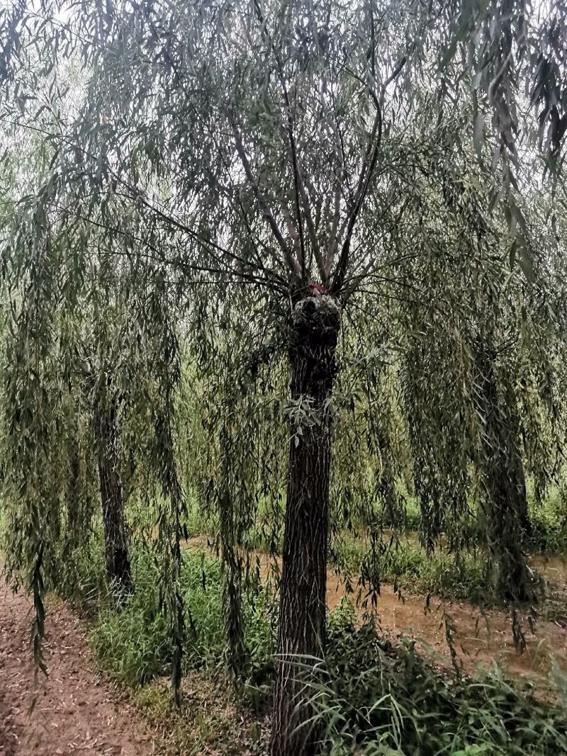 山东垂柳，可视频看货，现场打号，现场起苗。