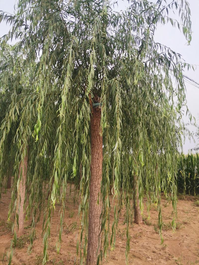 山东垂柳，可视频看货，现场打号，现场起苗。