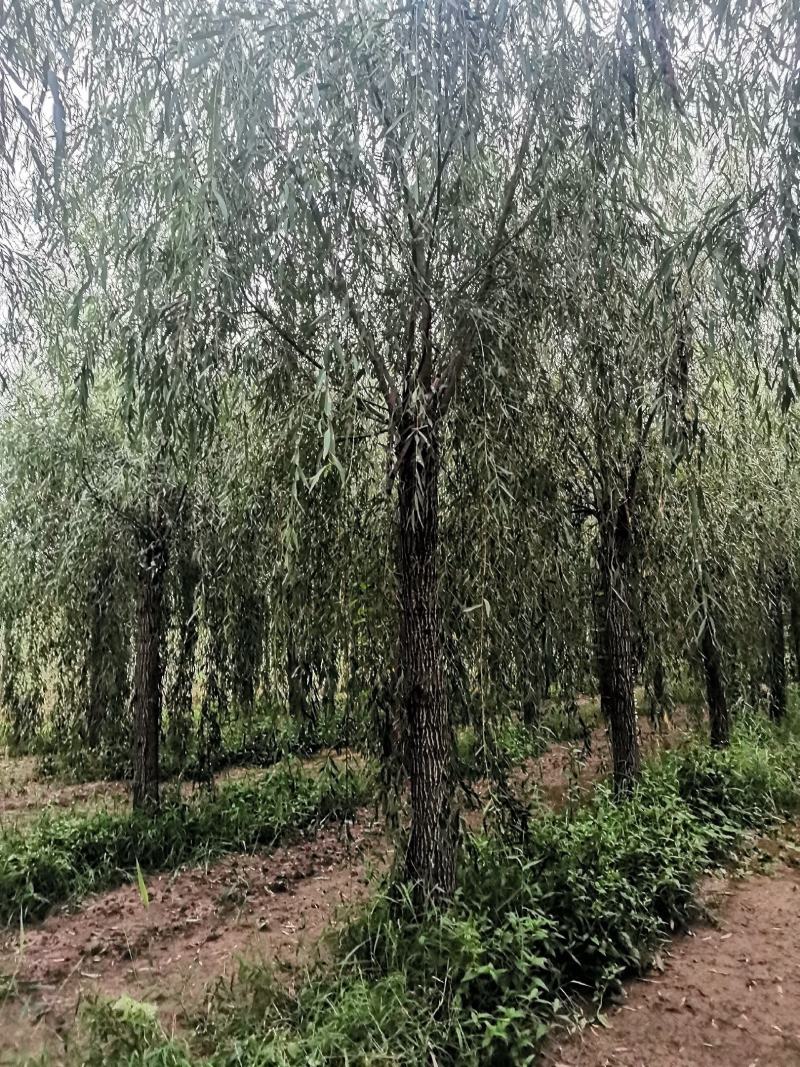 山东垂柳，可视频看货，现场打号，现场起苗。