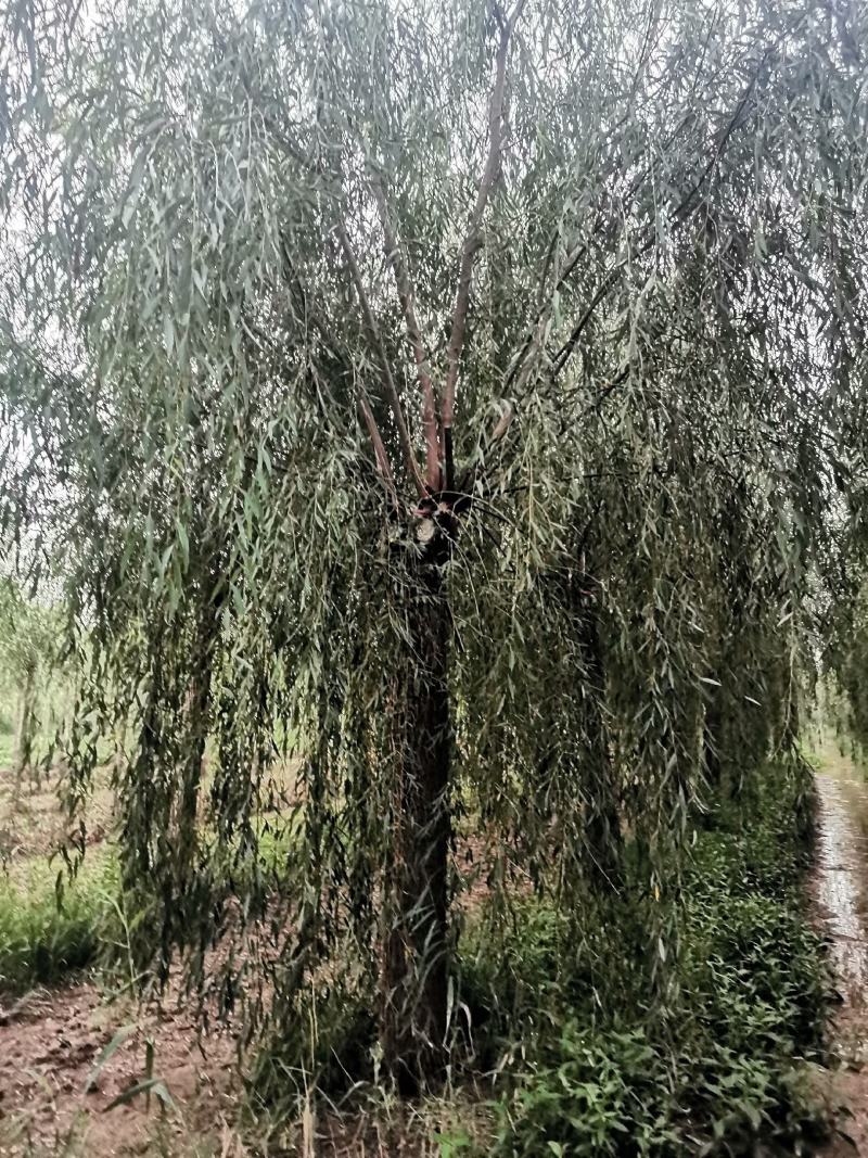 山东垂柳，可视频看货，现场打号，现场起苗。