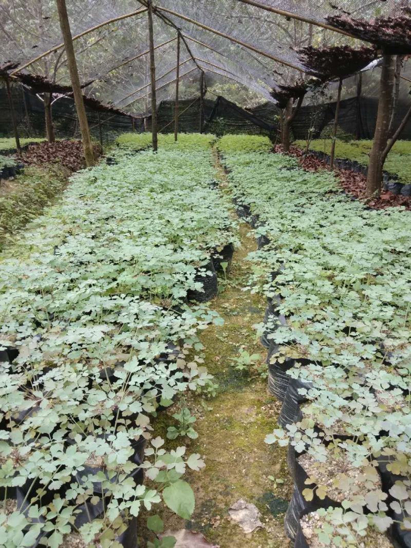 广西岩黄连种苗根系发达易成活基地直发价格优