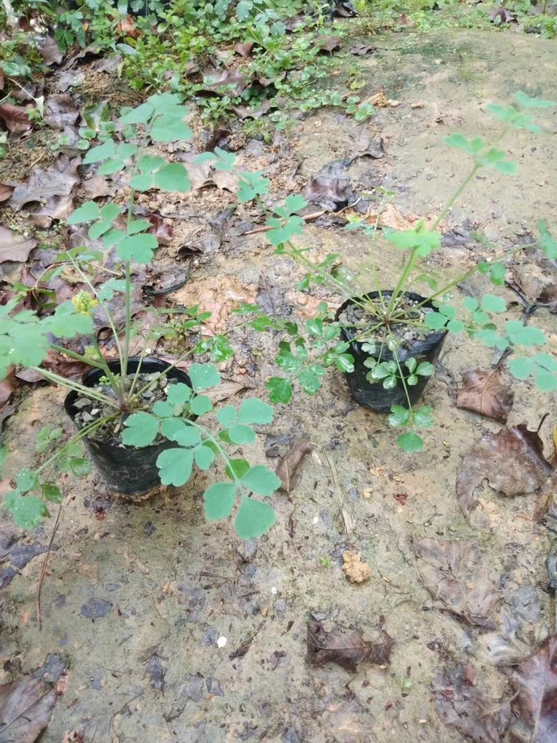 广西岩黄连种苗根系发达易成活基地直发价格优