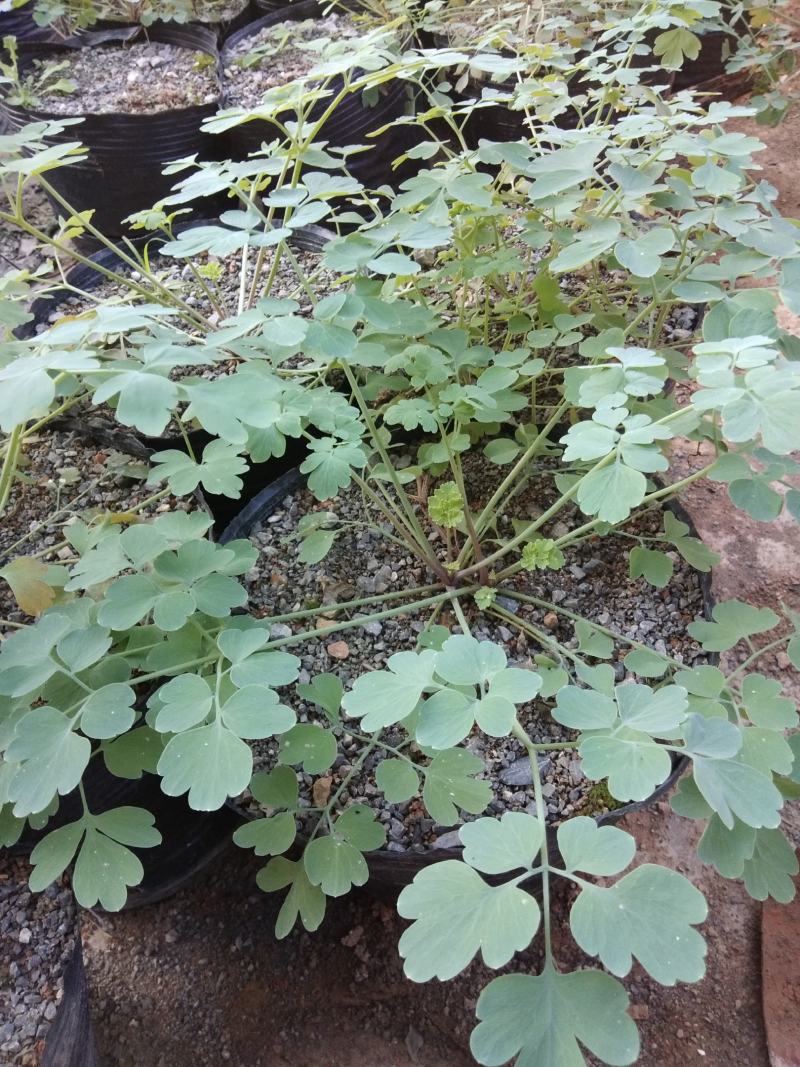 广西岩黄连种苗根系发达易成活基地直发价格优