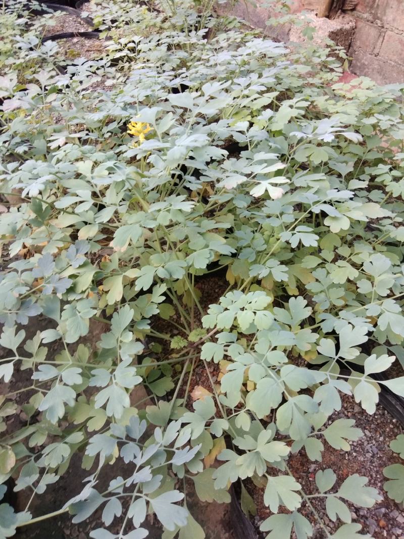 广西岩黄连种苗根系发达易成活基地直发价格优