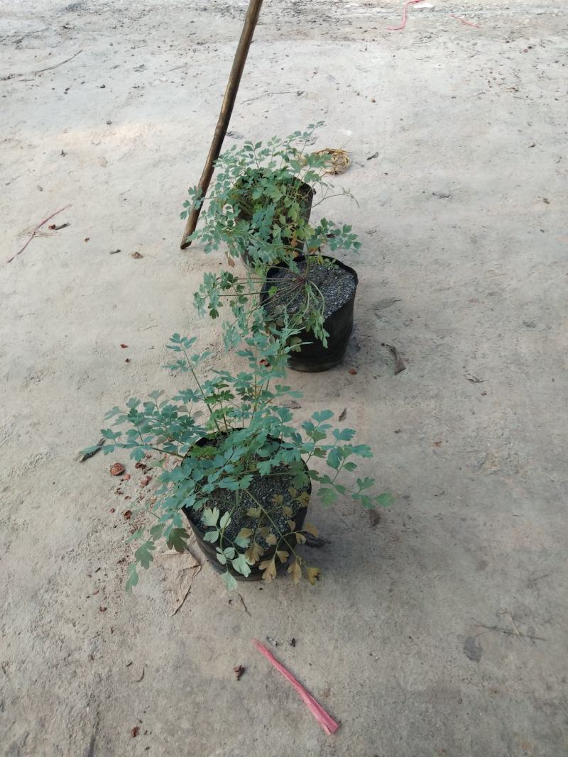 广西岩黄连种苗根系发达易成活基地直发价格优