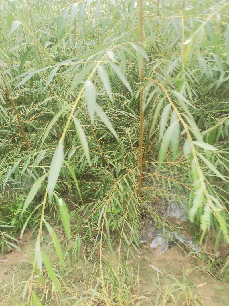 垂柳苗，金丝垂柳苗，馒头柳苗，竹柳苗。可视频看树，