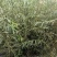 垂柳苗，金丝垂柳苗，馒头柳苗，竹柳苗。可视频看树，