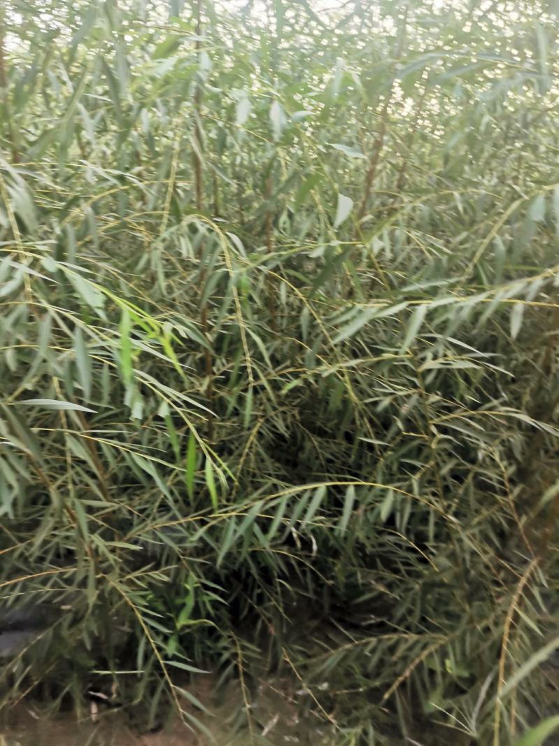 垂柳苗，金丝垂柳苗，馒头柳苗，竹柳苗。可视频看树，