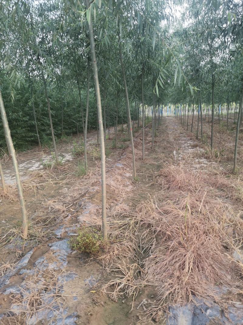垂柳苗，金丝垂柳苗，馒头柳苗，竹柳苗。可视频看树，
