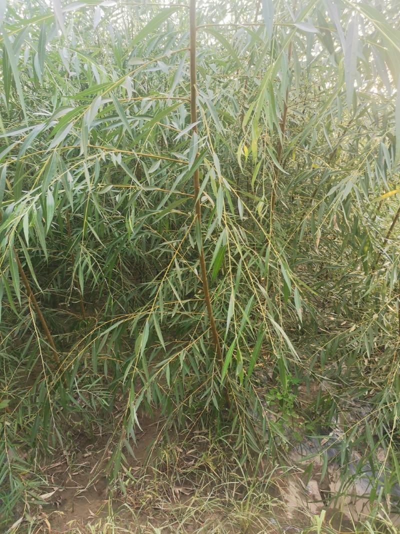 垂柳苗，金丝垂柳苗，馒头柳苗，竹柳苗。可视频看树，