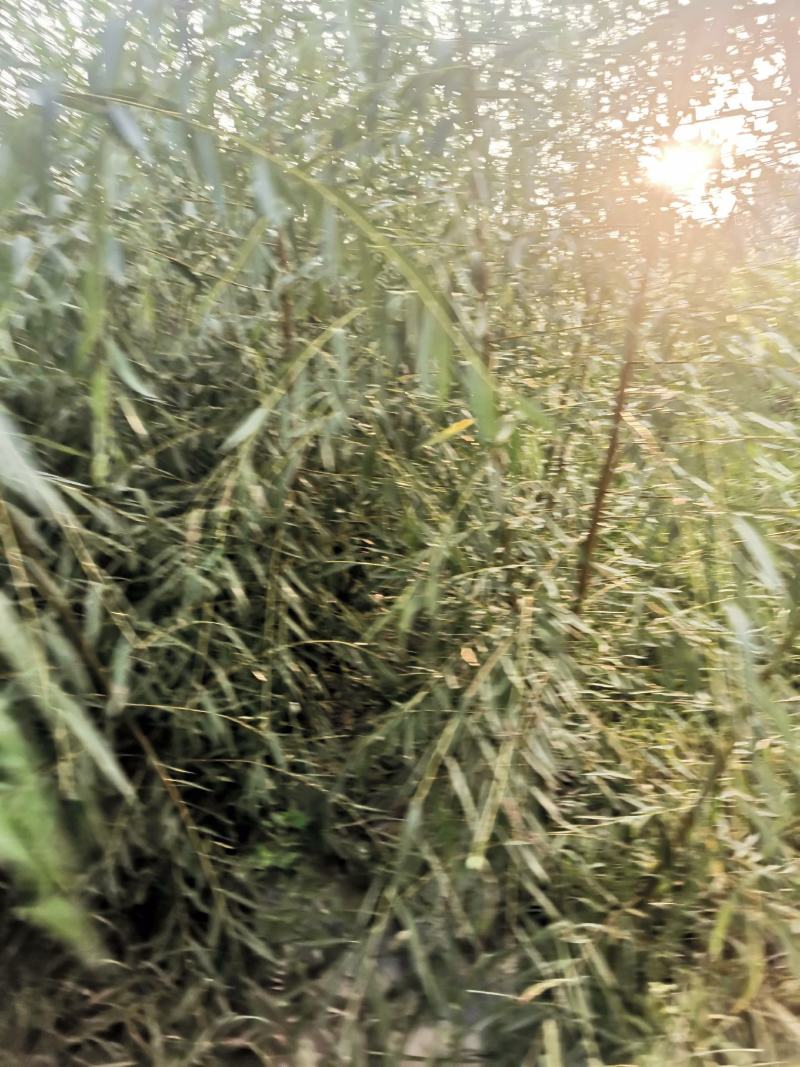 垂柳苗，金丝垂柳苗，馒头柳苗，竹柳苗。可视频看树，