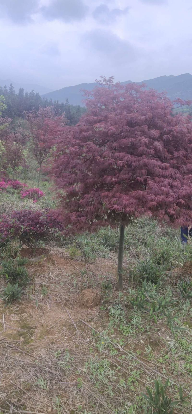 热销羽毛枫嫁接多年各个尺寸常年供应