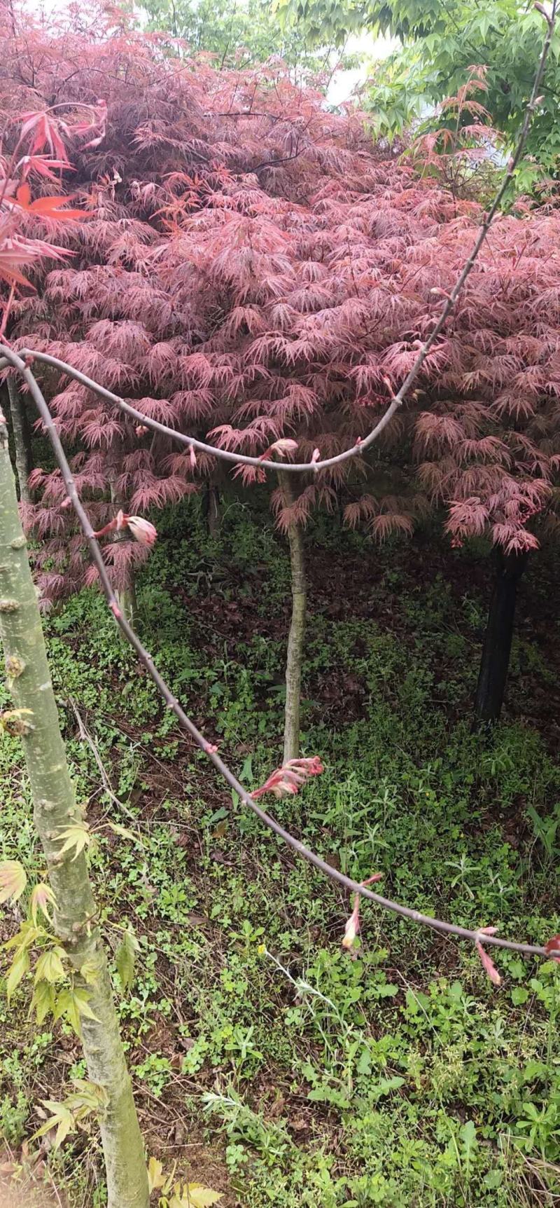 热销羽毛枫嫁接多年各个尺寸常年供应